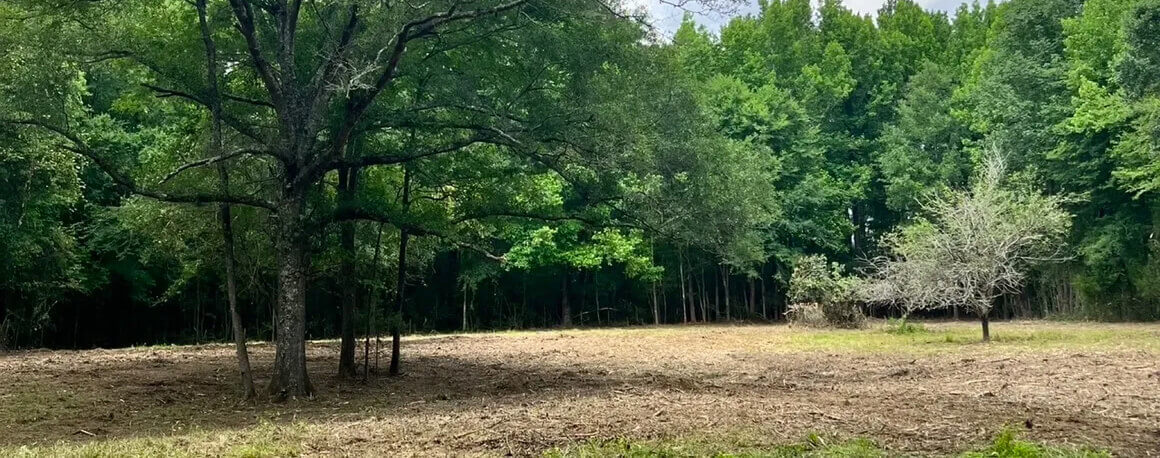 an orchard clearing after land clearing services