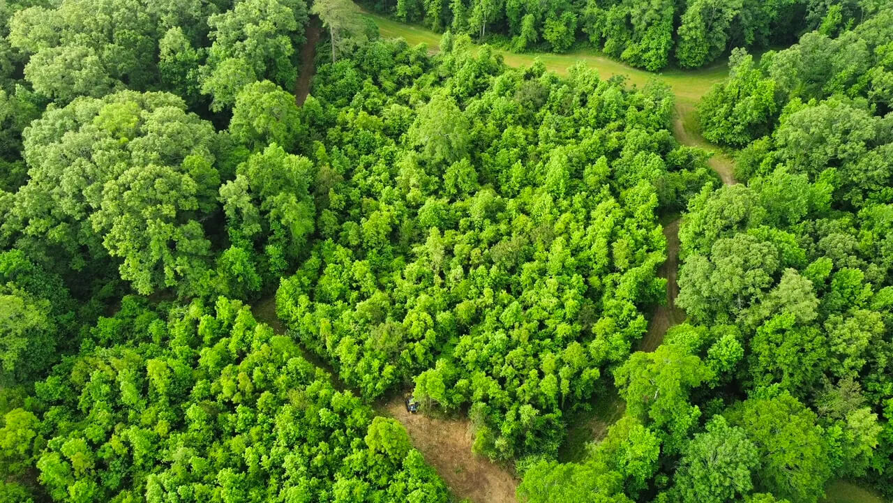 a overgrown area of land from an aerial perspective