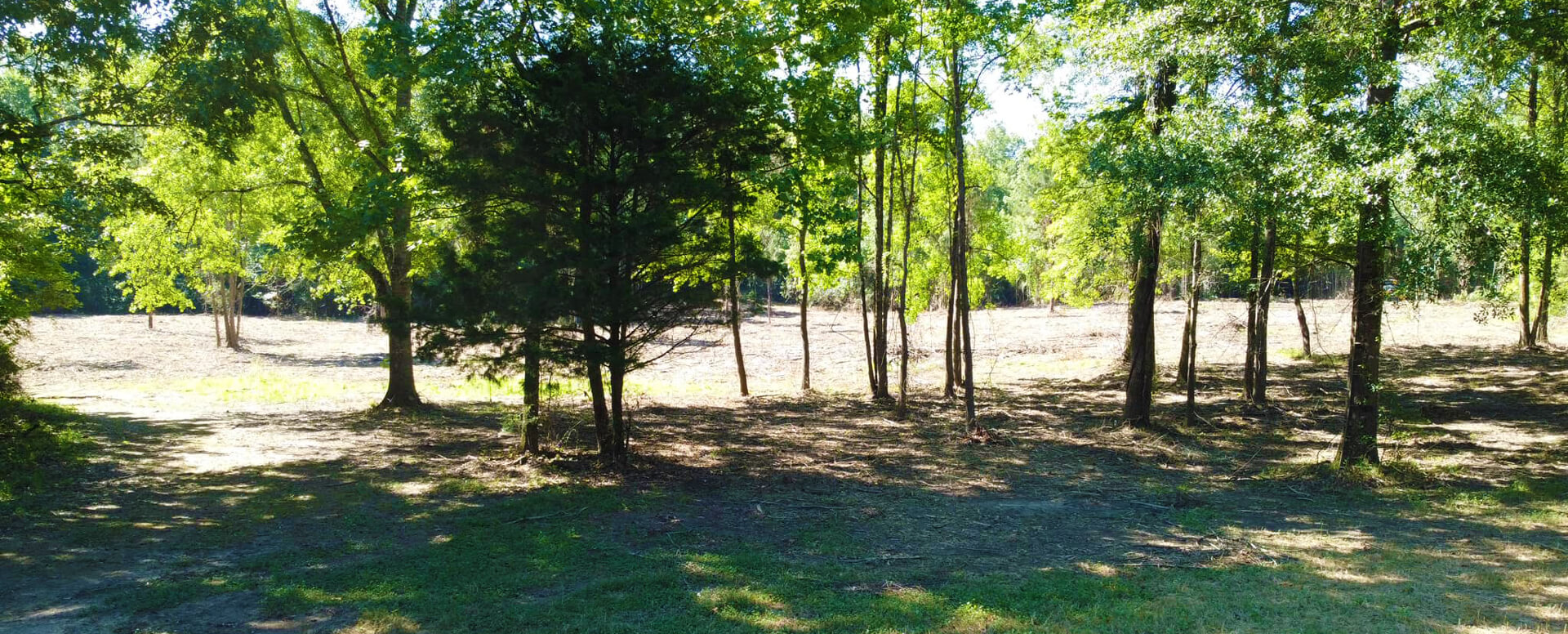 trees with mulch on the ground after forestry mulching