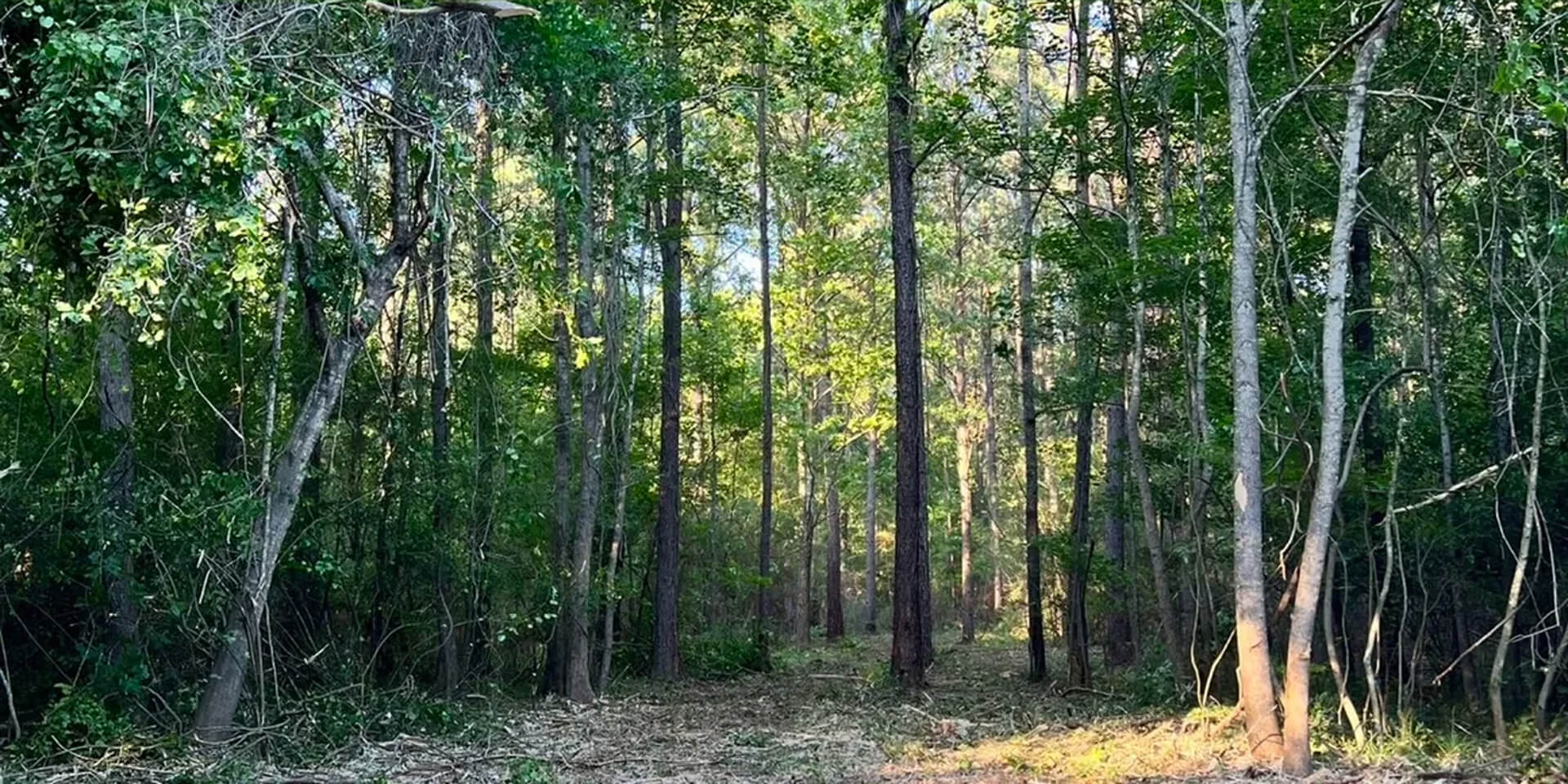 a cleared path after trail development services