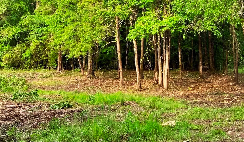 trees without brush underneath thanks to brush removal services