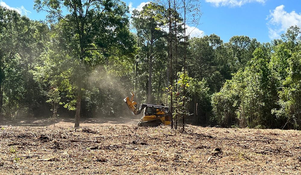 a forest area cleared with forestry mulching