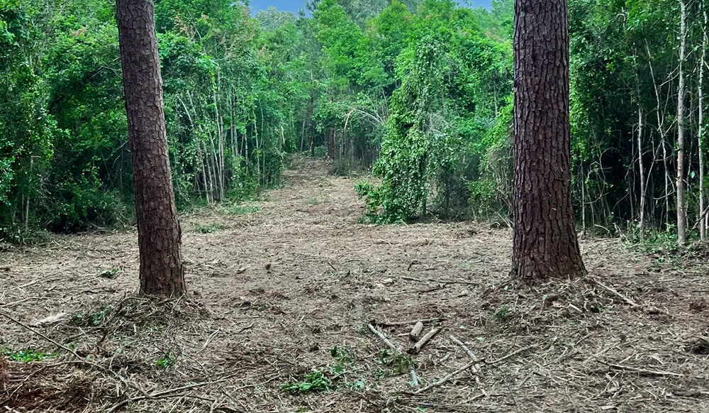 a clear path due to land clearing services