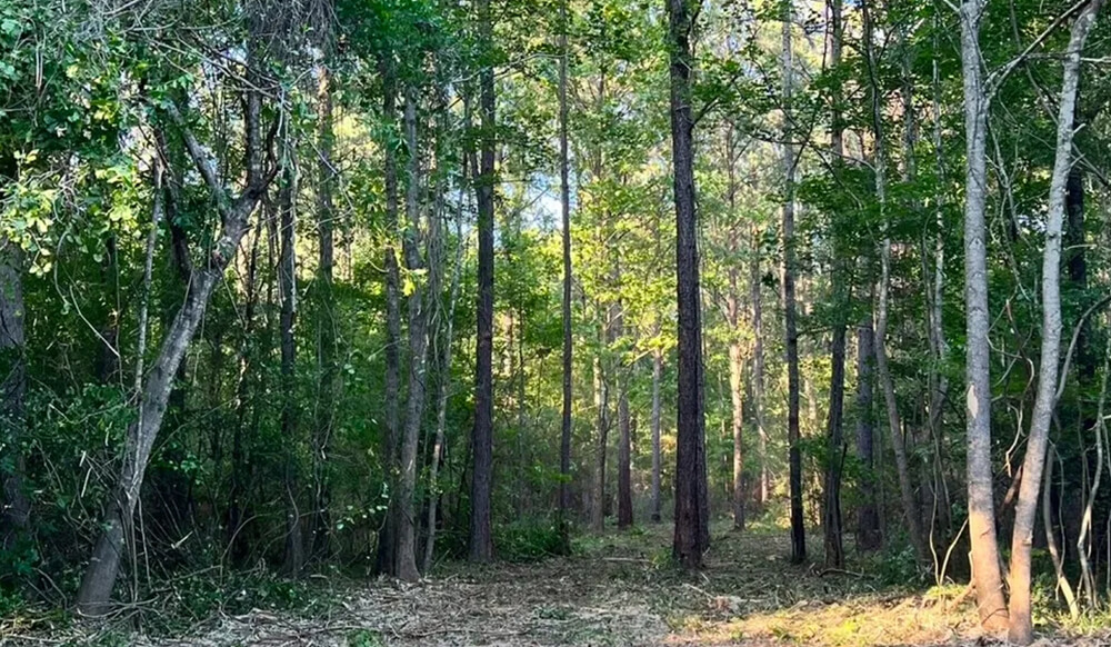 a nicely space forest area from land management services like tree thinning 