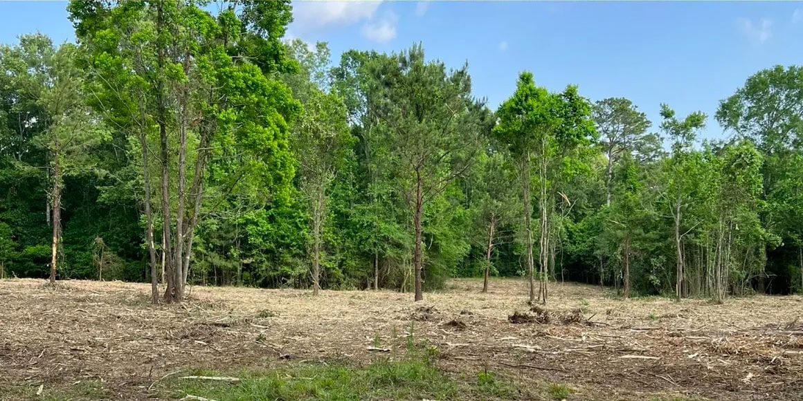 a cleared out forest area after selective tree thinning, brush removal and debris removal